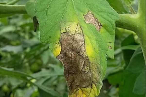 Tomato Late Blight agribegri