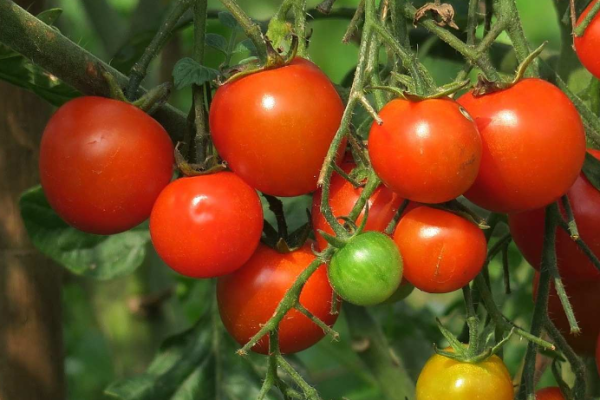 Tomato Seed Germination - Time Period and Procedure Explained