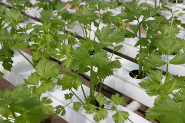 Top 10 Herbs to Grow in Hydroponics