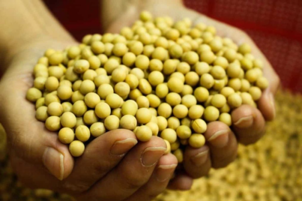 Top 19 Steps to Boost Soybean Yield: How to Increase Production, Quality, Size, and Tips