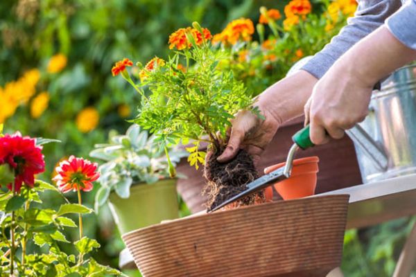 Top 5 Raised Bed Gardening Mistakes To Avoid – Garden in Raised Beds Effectively