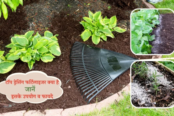 AgriBegri - टॉप ड्रेसिंग फर्टिलाइजर क्या है, कैसे करें गार्डन में टॉप  ड्रेसिंग – Top Dressing Fertilizer for Plants In Hindi