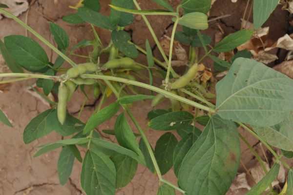 Top Insecticides To be used soybean