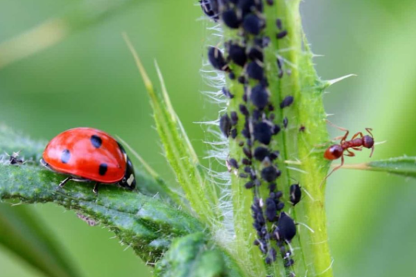 Types of Insect Pests in Your Garden: Control Methods, Solutions, and Treatment