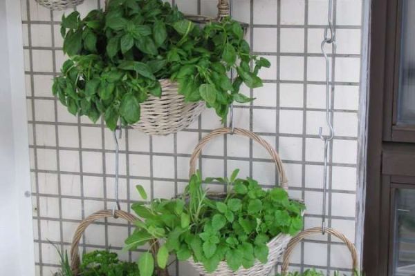 Vertical Gardening Frequently Asked Questions (FAQs)