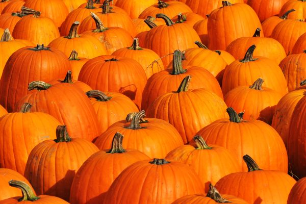 WANT TO GROW PUMPKINS AT HOME? KNOW HOW