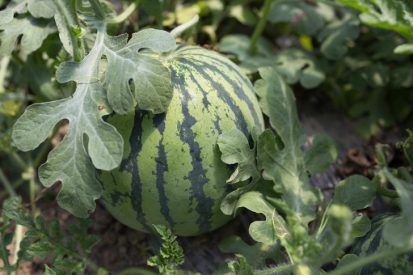 Watermelon Growing Tips, Tricks, Ideas, and Secrets