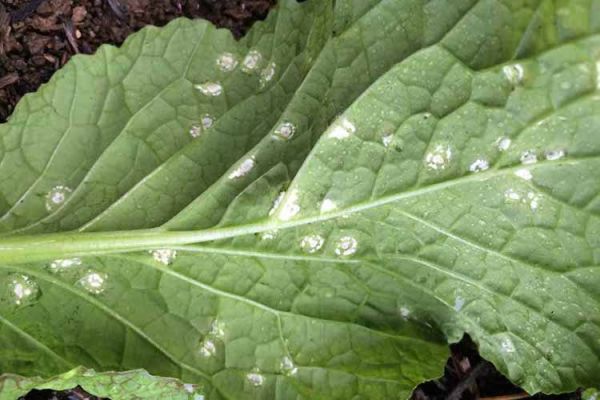 White Rust Symptoms and Management In Crops
